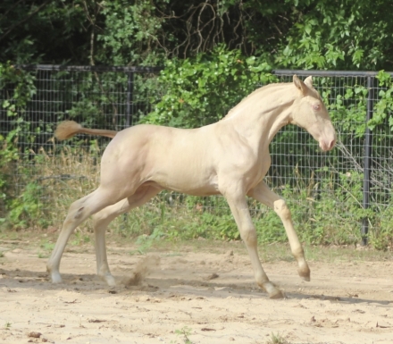 HorseID: 2277351 Mai Tai EAS - PhotoID: 1050924