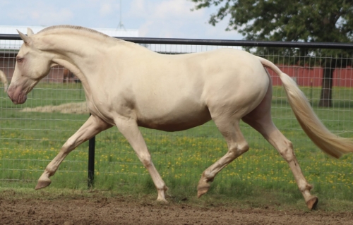 HorseID: 2277351 Mai Tai EAS - PhotoID: 1050926