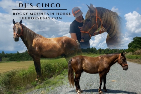 HorseID: 2277371 DJ’s Cinco - PhotoID: 1050951