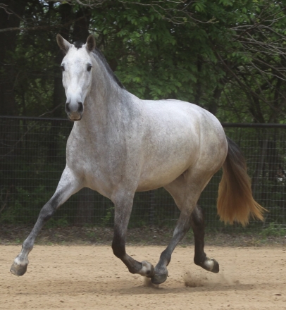 HorseID: 2277378 Bishop EAS - PhotoID: 1050960