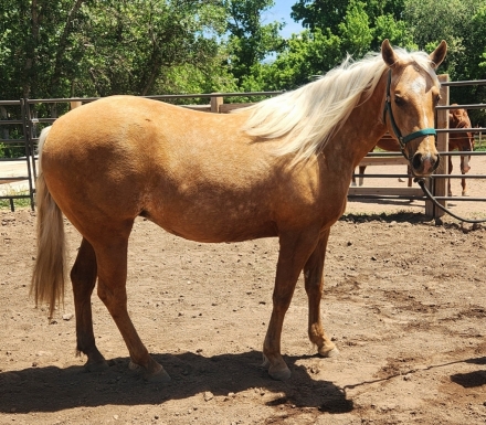 HorseID: 2277387 Ms Electric Crome - PhotoID: 1050964