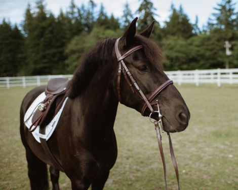 Ginger Snaps, Chocolate Pony Gelding, Distinguished Gentleman Pony in ...