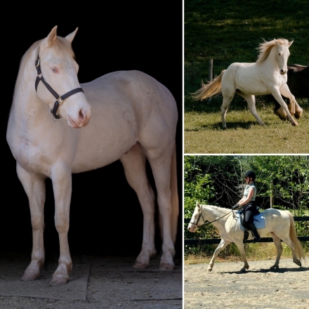 HorseID: 2277390 Oakie Dokie - PhotoID: 1050968