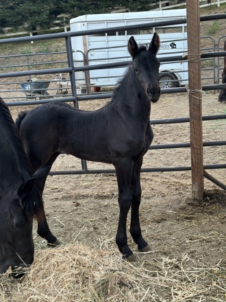 HorseID: 2277405 Friesian filly - PhotoID: 1050980