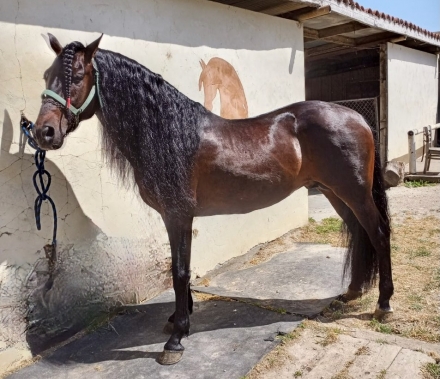 HorseID: 2277408 El Militar - PhotoID: 1050990