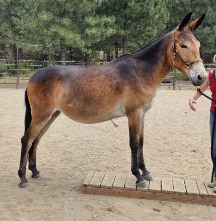 HorseID: 2277413 Eagle Heights Piper - PhotoID: 1050999