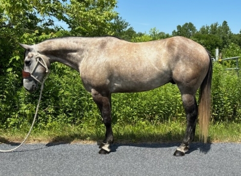 HorseID: 2277422 KWADES TT - PhotoID: 1051006