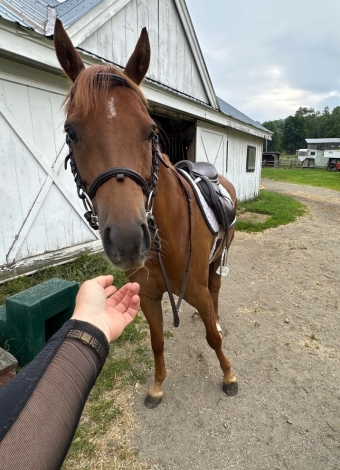 HorseID: 2277424 Tanridge Firebird Solitaire - PhotoID: 1051010