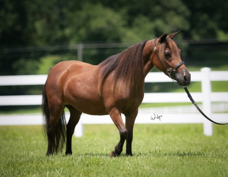 HorseID: 2277434 7s Mardis Chocolate Chip - PhotoID: 1051014