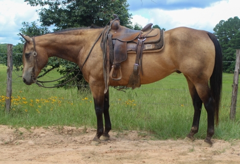 HorseID: 2277440 Buckshot - PhotoID: 1051035