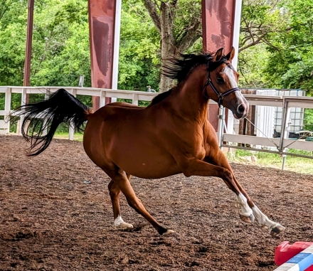 HorseID: 2277455 Legacy Girl on Fire - PhotoID: 1051051