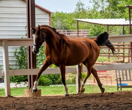 HorseID: 2277455 Legacy Girl on Fire - PhotoID: 1051054