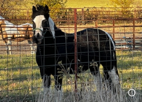 HorseID: 2277458 Lewis Mill's Lady in the Moon - PhotoID: 1051062