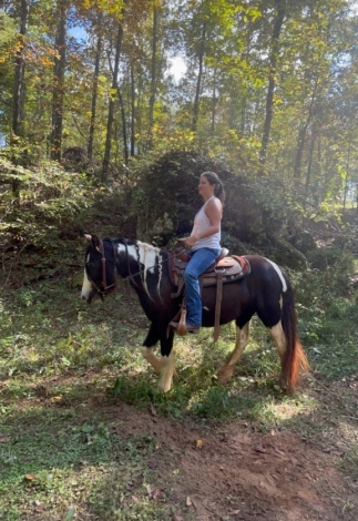 HorseID: 2277458 Lewis Mill's Lady in the Moon - PhotoID: 1051063