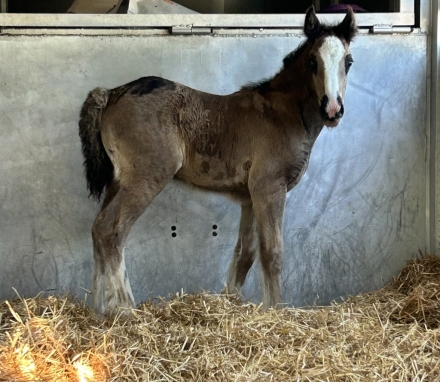 HorseID: 2277460 PRF Dark Side of the Moon - PhotoID: 1051073