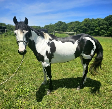 HorseID: 2277466 Mystic Blackeyed Lady - PhotoID: 1051077