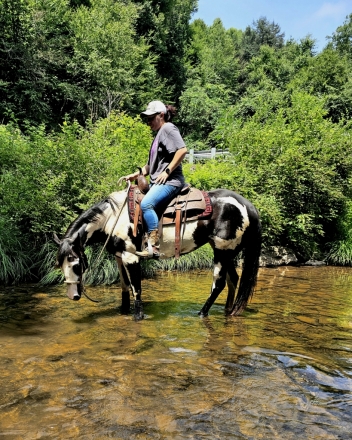 HorseID: 2277466 Mystic Blackeyed Lady - PhotoID: 1051078