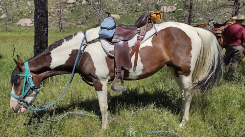 HorseID: 2277472 Bandits Lunar Eclipse - PhotoID: 1051080