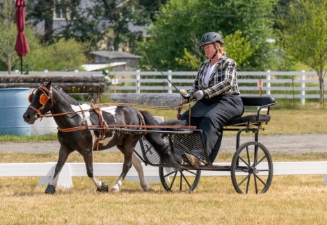 HorseID: 2277484 FC Black Tie Affair - PhotoID: 1051085