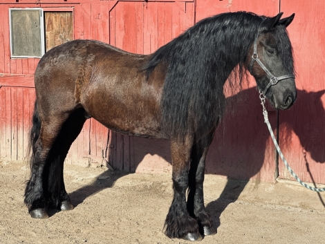 HorseID: 2277508 Emmit Fan Hardenberg - PhotoID: 1051148