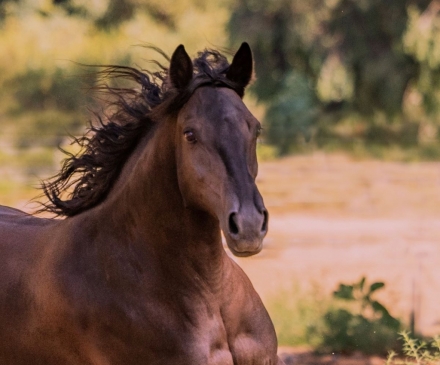 HorseID: 2277515 BANDIT'S PISTOL ANNIE - PhotoID: 1051136