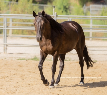 HorseID: 2277515 BANDIT'S PISTOL ANNIE - PhotoID: 1051137