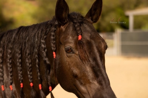 HorseID: 2277515 BANDIT'S PISTOL ANNIE - PhotoID: 1051138