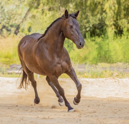 HorseID: 2277515 BANDIT'S PISTOL ANNIE - PhotoID: 1051139