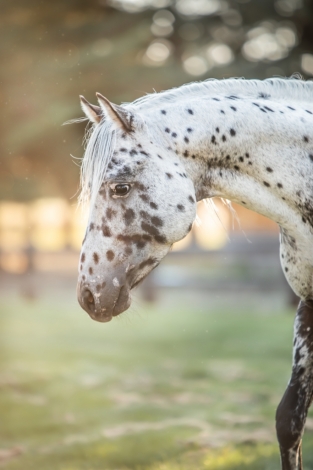 HorseID: 2277531 JBJ’s Kissin The Pearls - PhotoID: 1051169