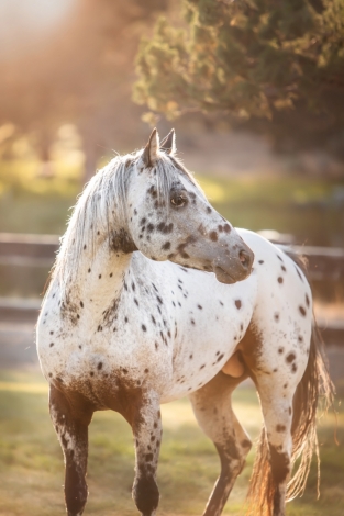 HorseID: 2277531 JBJ’s Kissin The Pearls - PhotoID: 1051173