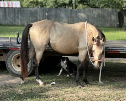 HorseID: 2277538 Leos Peppy Taquita - PhotoID: 1051195