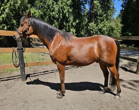 HorseID: 2277540 ROL Legal Option - PhotoID: 1051184