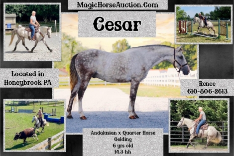 HorseID: 2277542 Cesar - PhotoID: 1051185