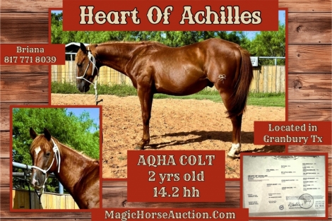 HorseID: 2277544 Heart Of Achilles - PhotoID: 1051186