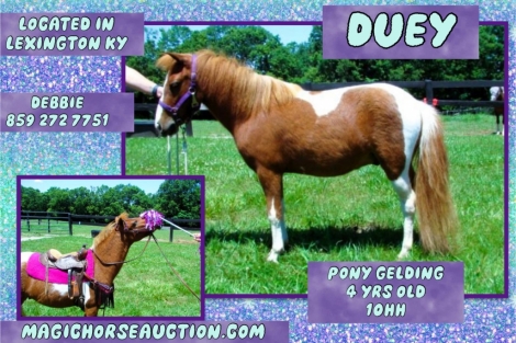 HorseID: 2277545 Duey - PhotoID: 1051187