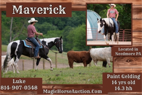 HorseID: 2277553 Maverick - PhotoID: 1051196