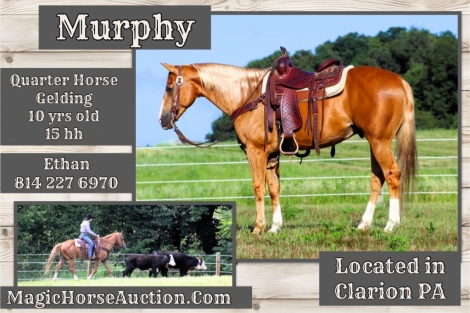 HorseID: 2277557 Murphy - PhotoID: 1051198