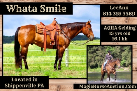 HorseID: 2277558 Whata Smile - PhotoID: 1051199