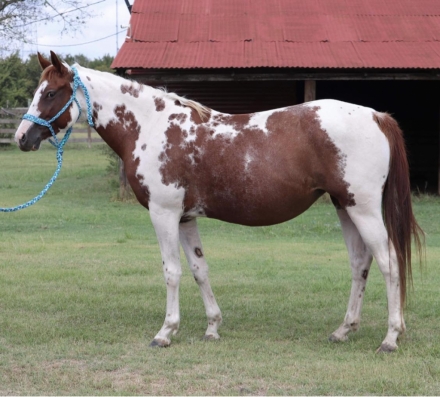 HorseID: 2277559 Poco Streken Porsche - PhotoID: 1051201