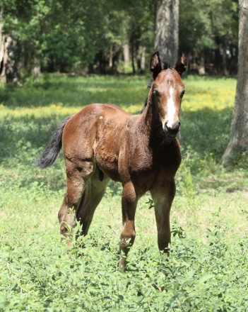 HorseID: 2277562 Echos SensationalSuit - PhotoID: 1051202