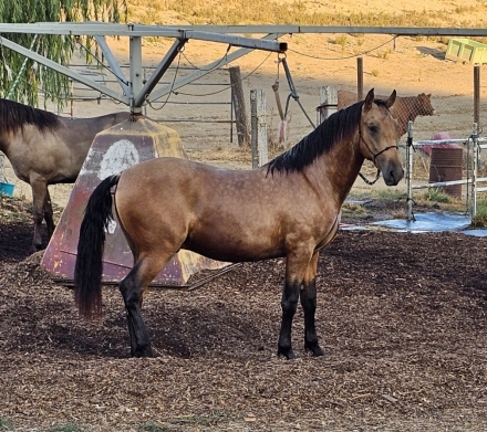 HorseID: 2277566 ZAPATA XII - PhotoID: 1051209