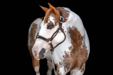 HorseID: 2277569 PF Splatter Effect - PhotoID: 1051214