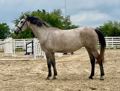 HorseID: 2277577 Renegade 2025 - PhotoID: 1051225