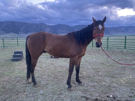 HorseID: 2277605 SJQC Chant Blanton - PhotoID: 1051480