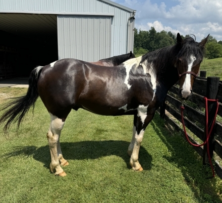 HorseID: 2277610 Shiloh - PhotoID: 1051259