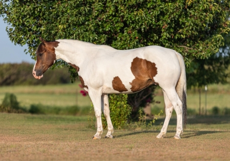 HorseID: 2277624 EKPD Sand Peppy Doc - PhotoID: 1051381