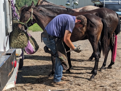 HorseID: 2277638 Gypsy's Hannah - PhotoID: 1051288