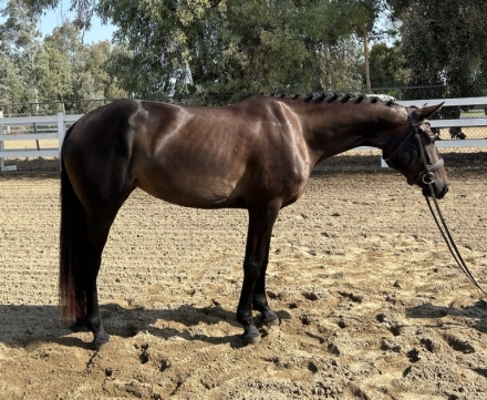 HorseID: 2277661 Cleopatra PF - PhotoID: 1051311