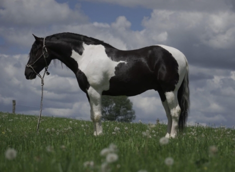 HorseID: 2277671 MW’s Rocky - PhotoID: 1051326