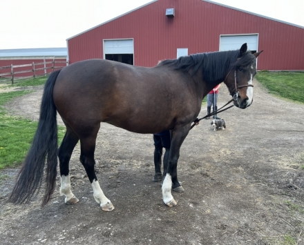 HorseID: 2277677 Rosie -imported Canadian mare - PhotoID: 1051339